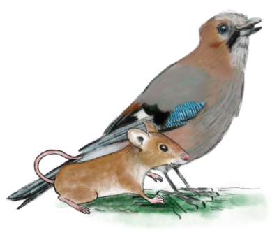 Pepino_Aglae_blanc 1 090426